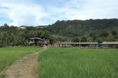 Jaga Lingkungan dari Dampak Negatif Pertambangan, PT Agincourt Resources Dukung Pertanian Organik di Aek Pahu