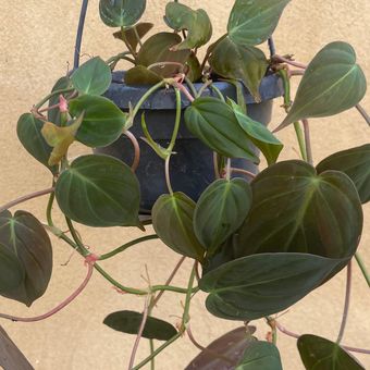 Ilustrasi tanaman hias Philodendron micans. 