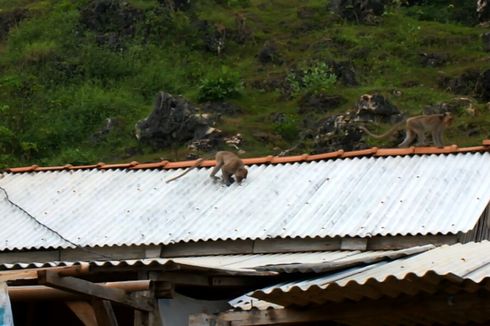 Warga Gunungkidul: Kera Ekor Panjang Memakan Apa Saja Tanaman Kami