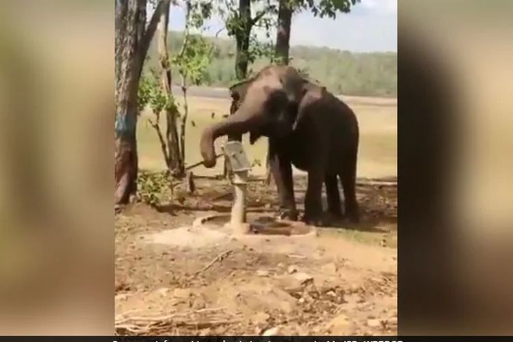 Tangkapan layar dari video yang merekam seekor gajah memompa sumur pompa menggunakan belalainya agar bisa minum air.