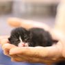 Mengapa Mata Anak Kucing Tertutup Saat Baru Lahir?