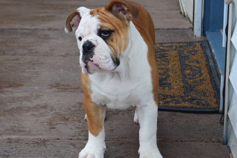 Berharga Mahal, Pencuri di Florida Nekat Curi 19 Anjing Bulldog Perancis Sekaligus