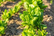 10 Tanaman Sayur yang Tumbuh Cepat, Bisa Hemat Pengeluaran