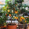 5 Tanaman Buah yang Dapat Ditanam dan Tumbuh Subur di Pot 