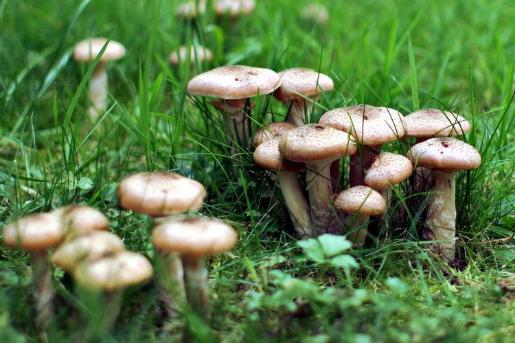 Soal Materi Fungi Kelas 10 Materi Soal