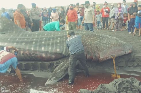 Hiu Tutul Sepanjang 9 Meter Mati Terdampar di Pantai Selatan, Warga Injak Kepalanya untuk Selfie