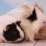 Tidak Sulit, Begini Cara Memandikan Guinea Pig Peliharaan