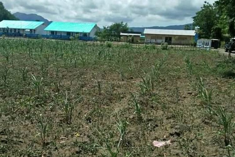 Lahan jagung petani di Kabupaten Sikka, NTT, terserang hama ulat grayak pada Senin (3/2/2020).