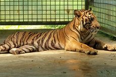 Harimau Diprediksi Bakal Punah 10 Tahun Lagi, Saatnya Kita Bertindak