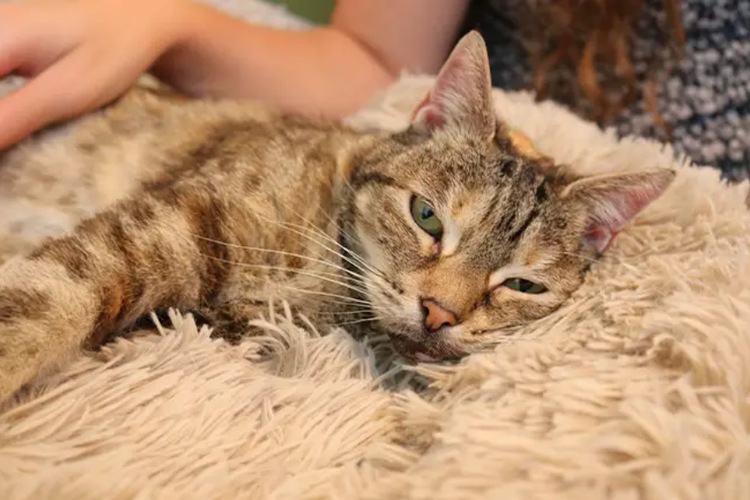 Bella, kucing pemegang rekor dengkuran paling keras di dunia