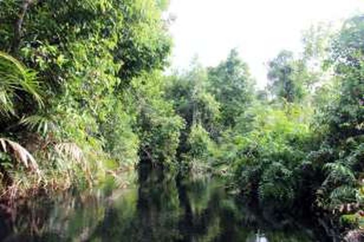 Sungai Koran terletak di Taman Nasional Sebangau, Kalimantan Tengah. Sungai ini terkenal karena airnya yang berwarna hitam akibat kandungan tannin yang tinggi.