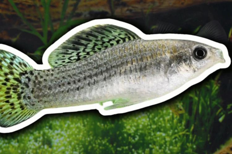 Hidup 100.000 Tahun Tanpa Jantan, Rahasia Ikan Ini Akhirnya Terkuak