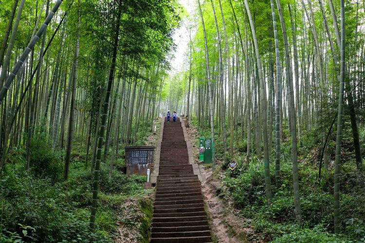 Hutan bambu di China.