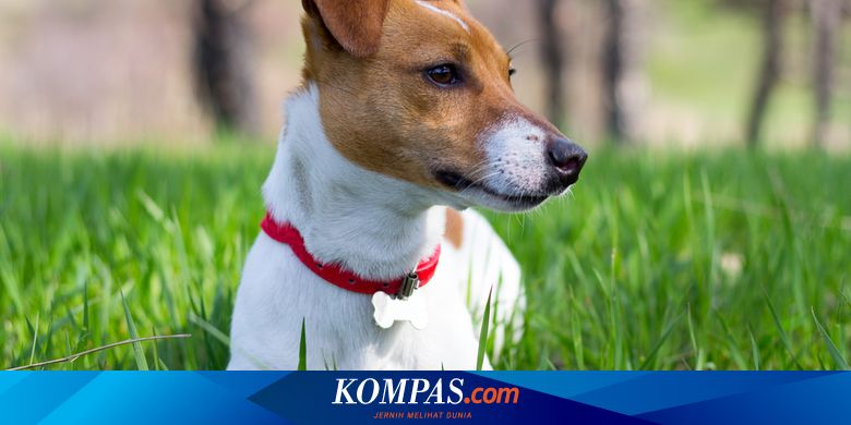 Satu Keluarga Di As Selamat Dari Kebakaran Berkat Anjing Peliharaan Mereka Halaman All Kompas Com