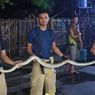 Petugas Damkar Evakuasi Ular Sanca Dua Meter di Belakang Kulkas Rumah Warga Setu