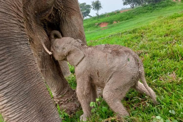 Seekor bayi gajah sumatera dengan jenis kelamin betina lahir di Pusat Latihan Gajah (PLG) TNWK. 