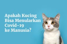 INFOGRAFIK: Benarkah Kucing Bisa Menularkan Covid-19 ke Manusia?