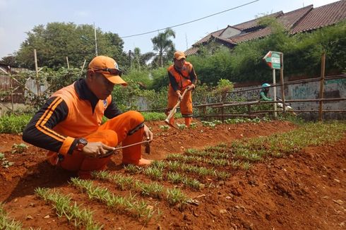 PPSU Lebak Bulus Sulap Lahan Kosong Jadi Tempat Bertani