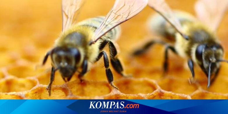 Sering Dikira Sama Kenali Perbedaan Lebah Dan Tawon Berikut Ini Halaman All Kompas Com