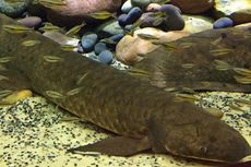 Berusia 80 tahun, Inilah Ikan Tertua yang Hidup di Penangkaran