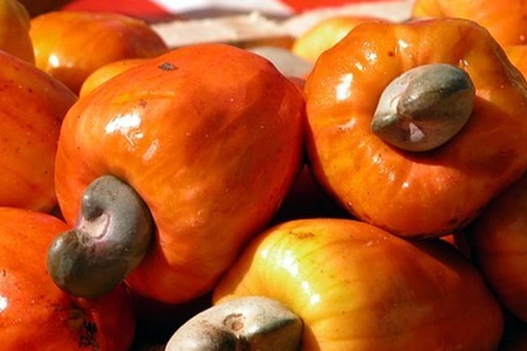 Jambu mete yang sudah dipanen