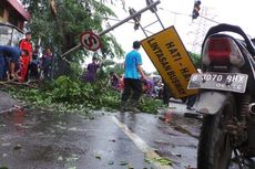 Waspadai Pohon Tumbang di Jaksel dan Jaktim