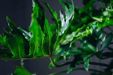 Sering Dikira Sama, Ini Perbedaan Monstera dan Philodendron