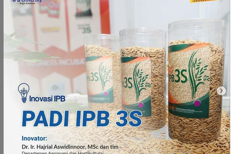 Tim dari Departemen Agronomi dan Hortikultura Fakultas Pertanian IPB membuat inovasi berupa varietas IPB 3S.