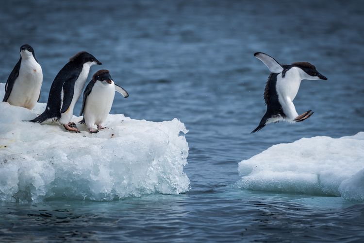 Ilustrasi penguin Adelie di Antartika. Spesies penguin langka yang hanya hidup di Antartika, Kutub Selatan.