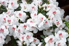 7 Bunga Putih yang Dapat Mempercantik Taman