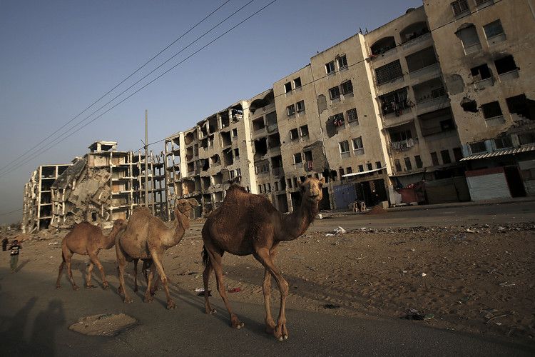 Seekor unta melintasi menara Al Nada, yang rusak ketika konflik antara Hamas dan Israel di Jalur Gaza pada 2014, di kota Belt Lahiya, utara Jalur Gaza pada 27 April 2015.