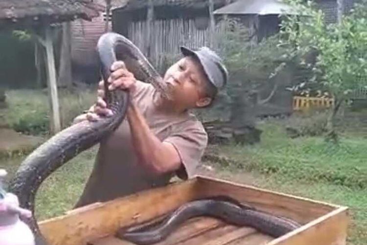 Tangkapan layar Imam Rokhani semasa hidup bermain dengan ular king kobra di halaman rumahnya di Kecamatan Gandusari Trenggalek, Jawa Timur.