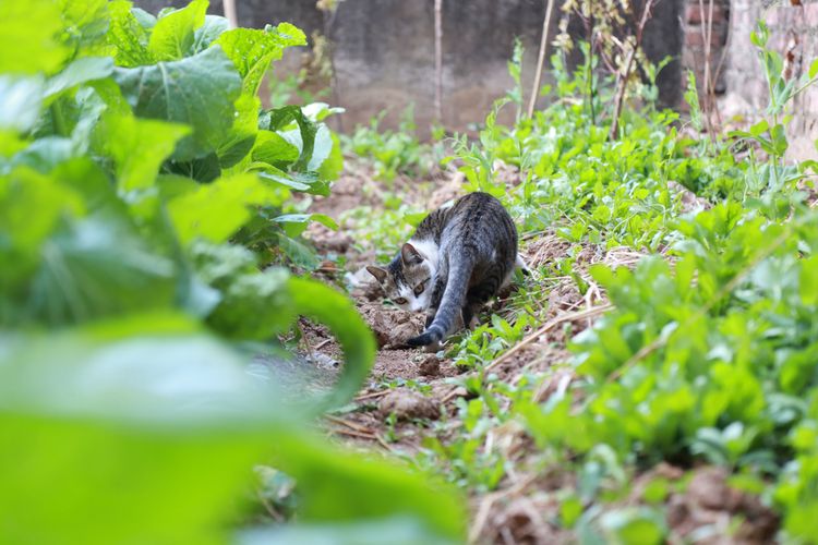 Punya Kebun Buah Atau Sayur Jangan Biarkan Hewan Anda Bermain Di Sana Halaman All Kompas Com