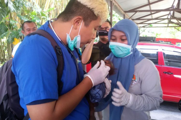 Petugas Pusat Rehabilitasi Orangutan Nyaru Menteng Palangka Raya, menangani bayi orangutan bernama Topan, yang ditemukan terlantar di pedalaman Kabupaten Pulang Pisau, Jumat (13/10/2017)