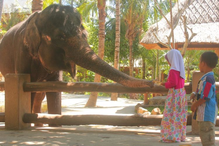 Dua orang bocah tengah bermain dengan salah satu dari tiga ekor gajah yang tersisa setelah Rambo mati.