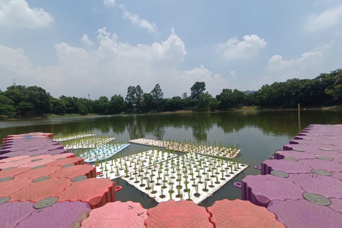 Penampakan Padi Apung di Waduk Elok, Penggilingan, Cakung, Jakarta Timur, Jumat (29/3/2024).