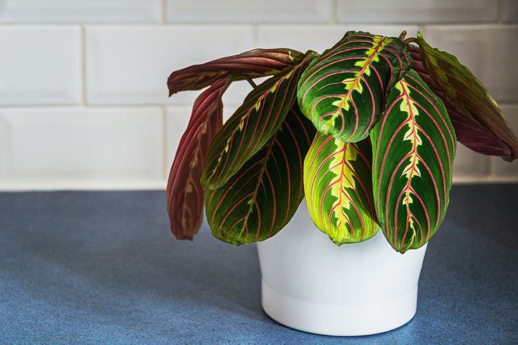 Ilustrasi tanaman hias Calathea atau prayer plant.