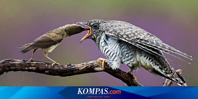 Mengapa Burung Ini Adalah Mimpi Buruk Semua Ibu