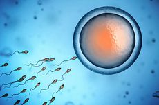 Penelitian Ungkap Momen Pertemuan Sperma dan Sel Telur yang Menakjubkan