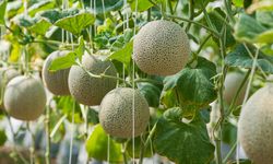 Begini Cara Menanam Melon Madu di Sawah dengan Mudah