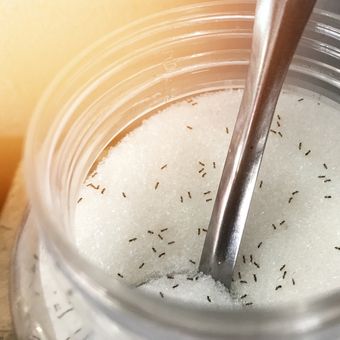 Ilustrasi semut dalam stoples gula. 