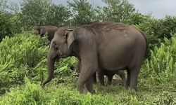 WWF Gandeng 6 Universitas terkait Riset Konservasi Gajah Sumatera