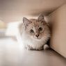 8 Hal yang Dapat Membuat Kucing Takut dan Cemas, Hindari