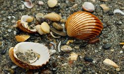 Studi Ungkap Hewan Laut Respons Perubahan Iklim dengan Cara Berbeda-beda