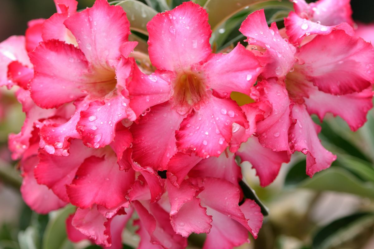 Ilustrasi bunga desert rose atau kamboja jepang atau adenium. 