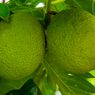 5 Manfaat Buah Sukun untuk Kesehatan