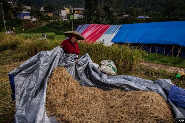 Seorang warga yang tinggal di tenda darurat setelah gempa bumi pada bulan November, memanen sayuran dan beras dari ladangnya di desa Cibereum di Cianjur, 17 Desember 2022.