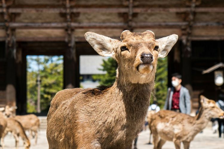 Cara Memberi Makan Rusa di Nara Park Jepang, Wisatawan Perlu Tahu