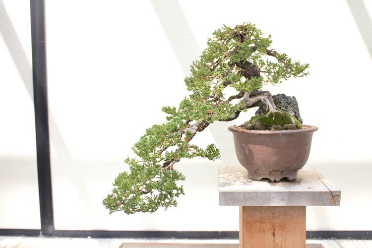 Ilustrasi bonsai.