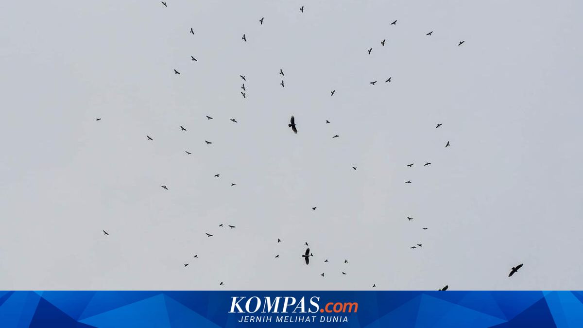 Cari Cuaca Hangat, Ribuan Burung Raptor Bermigrasi Ribuan Kilometer ...